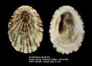 Scutellastra aphanes